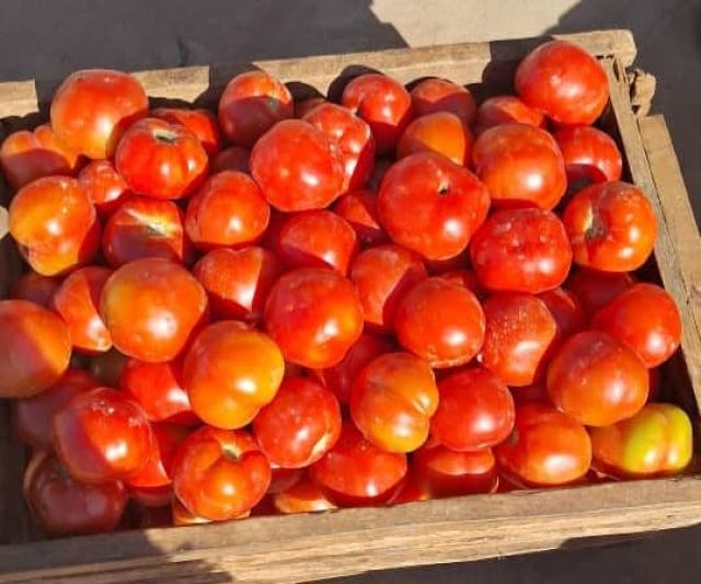 Fresh Tomatoes